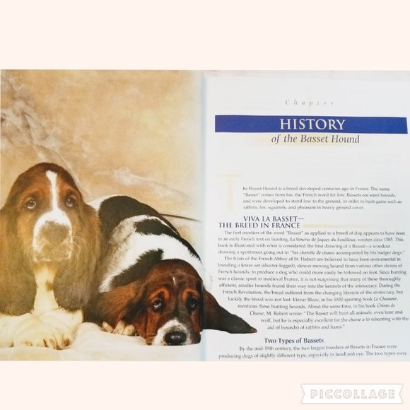 THE BASSET HOUND Book With Training DVD - Picture 5 of 6